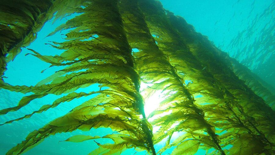 工芸品 raw life factory Cabanel SEAWEED 最終値下げ]RAW LIFE FACTORY Cabanel SEAWEED（raw life