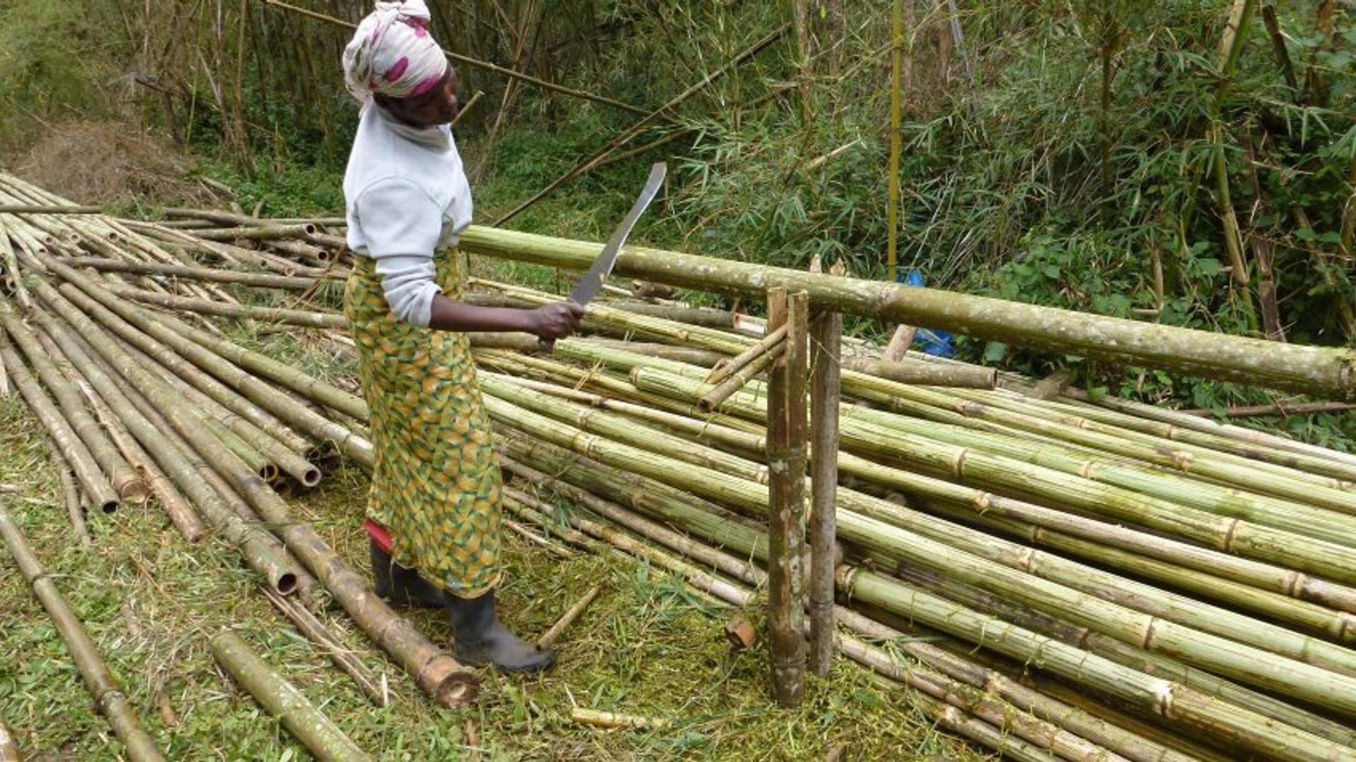 Person cutting bamboo