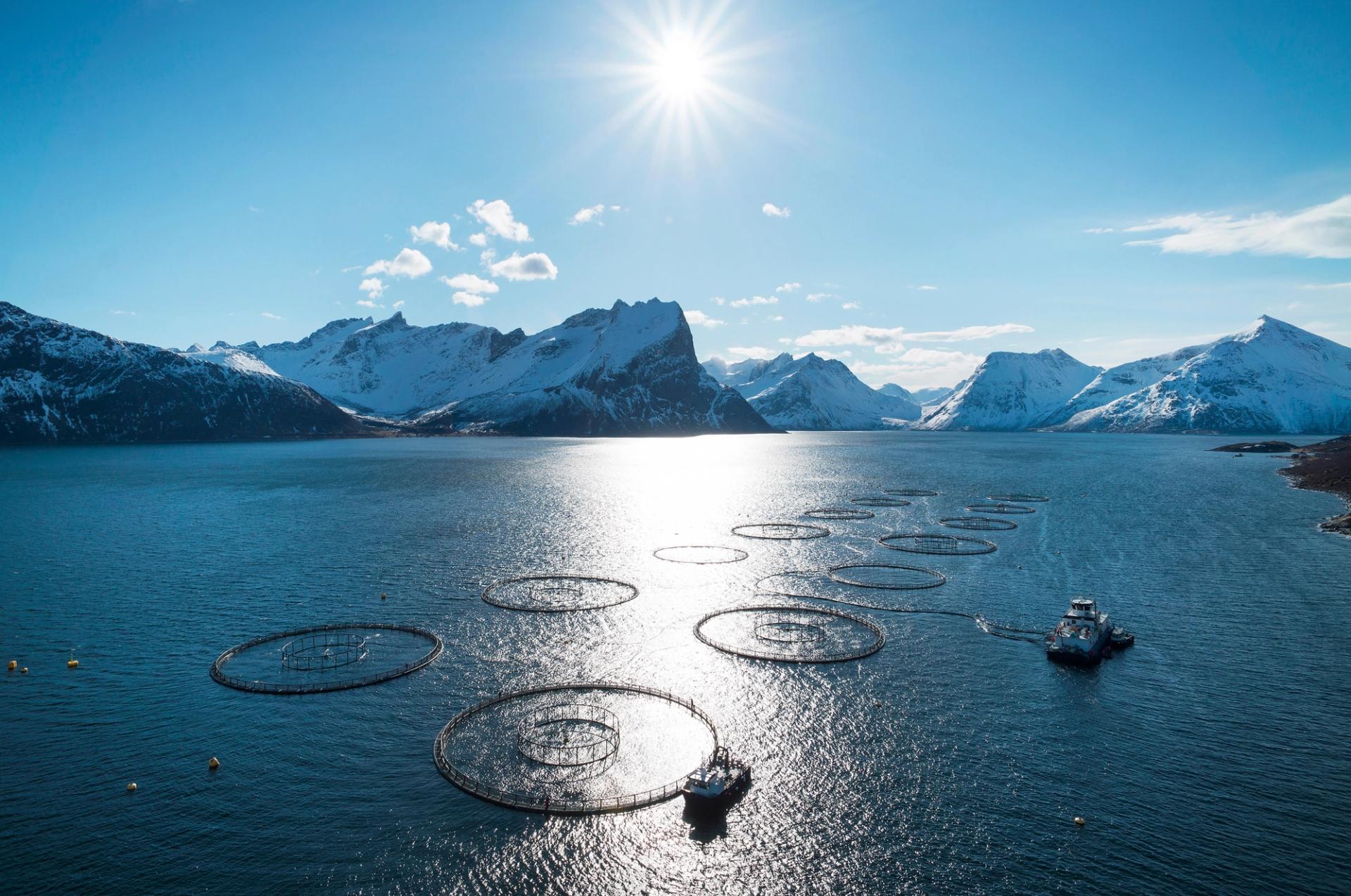 Fish merds in the Norwegian fjord landscape during winter