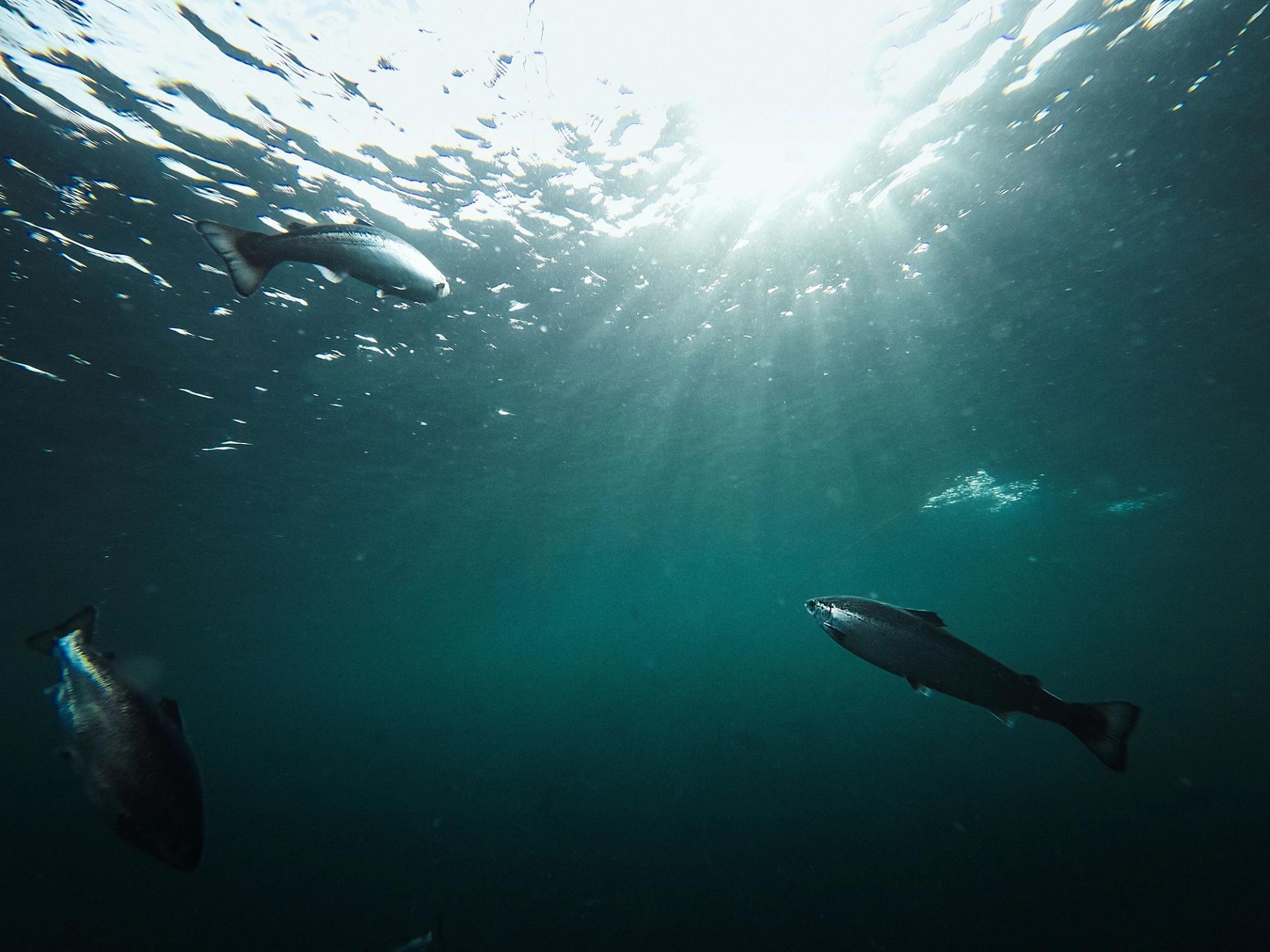 farmed salmon swimming in the sea