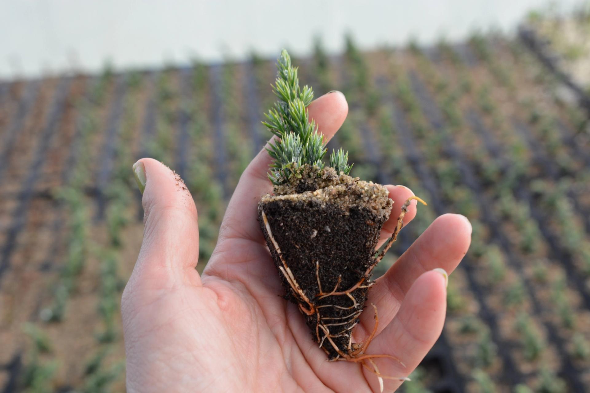 Plant in soil with visible roots