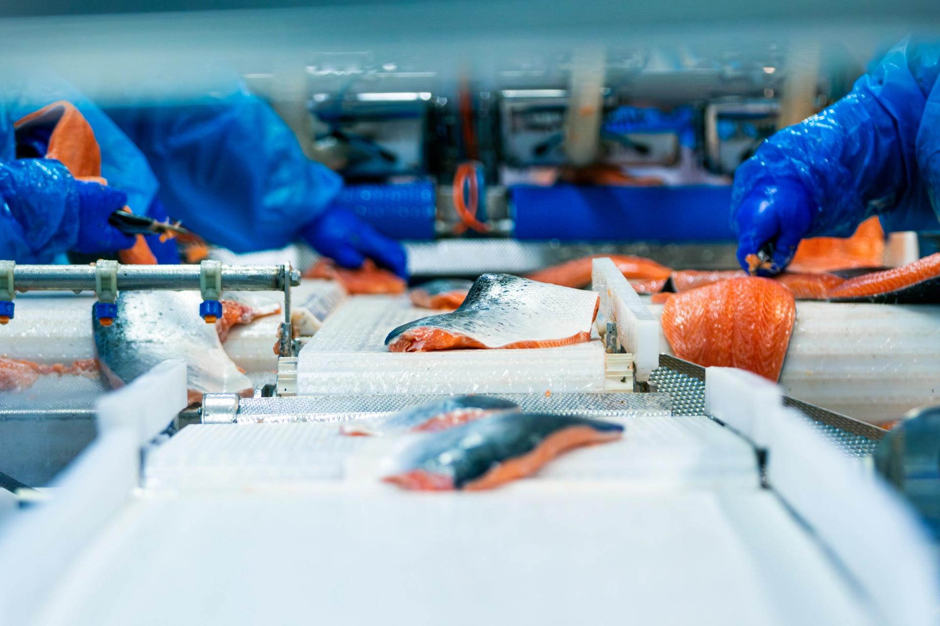 Raw salmon being handled before shipment.