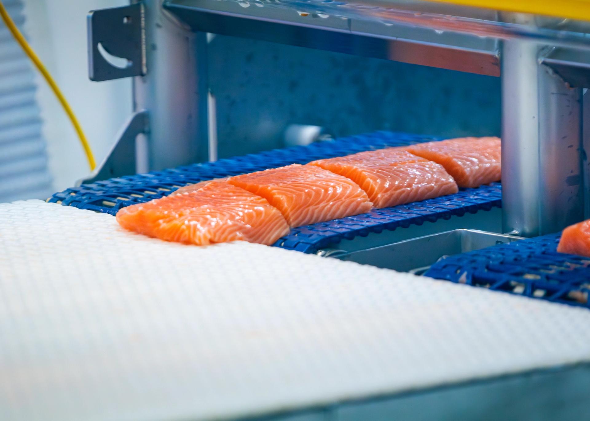 Salmon filets on a band.