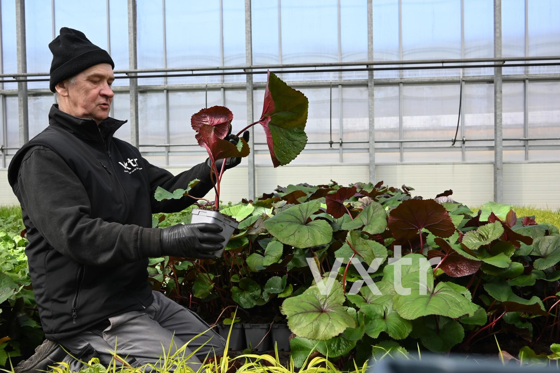 An employee inspects a plant at VXTR's greenhouse in Froland, Norway