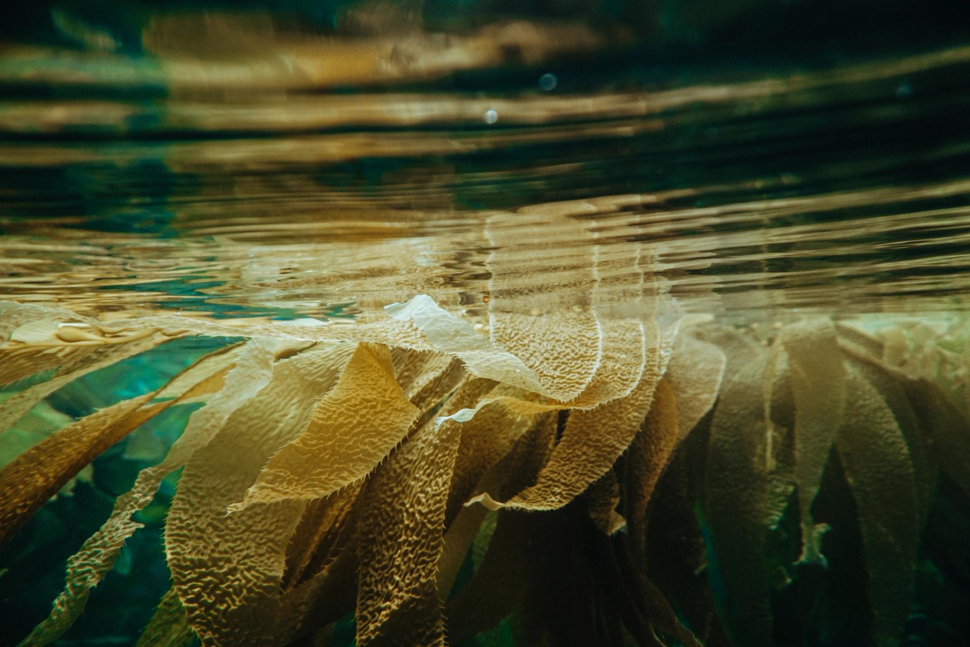 brown seaweed