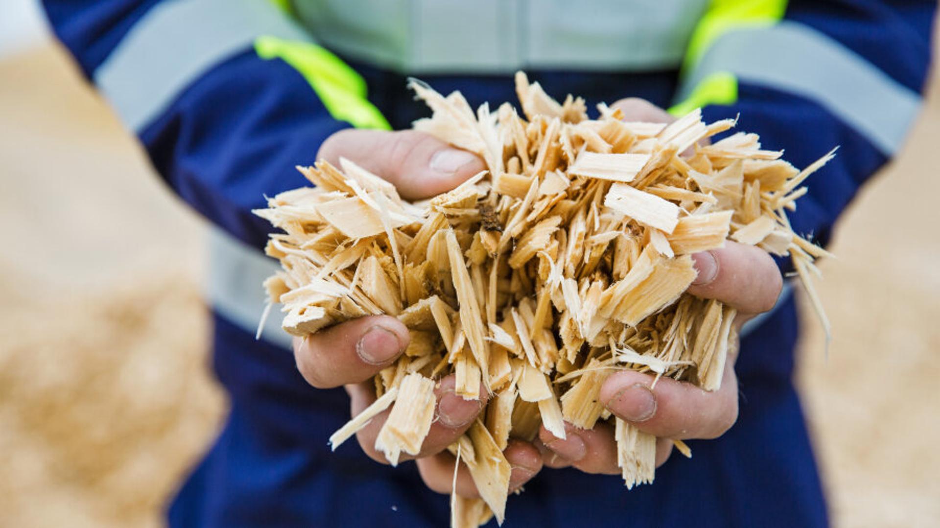 Man with two hands full of wood chips