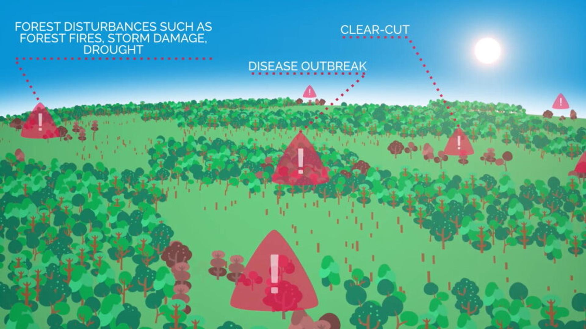 Digital showcasing of disease outbreak in forest