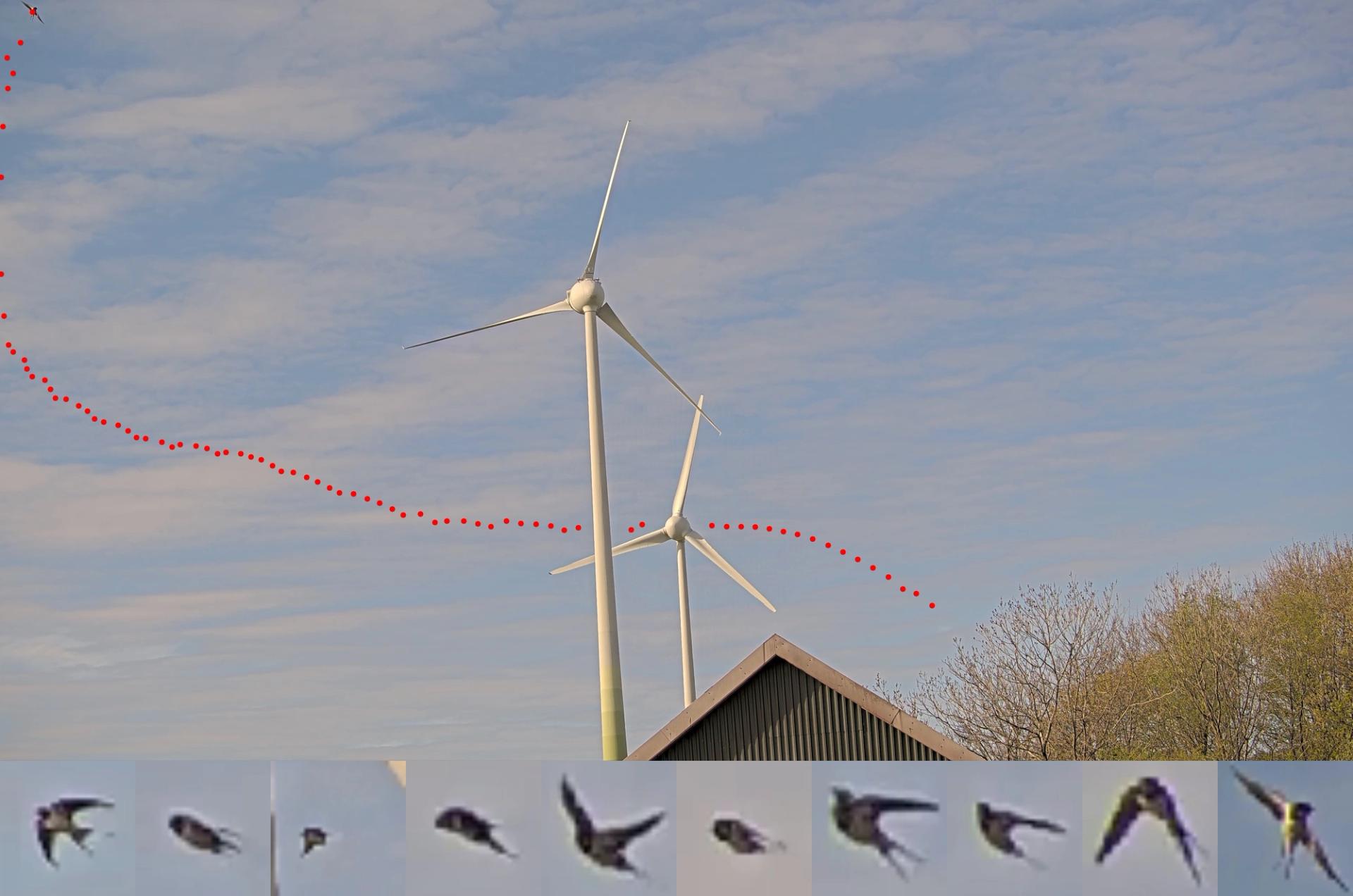 illustration of a bird's flight path near an offshore wind turbine