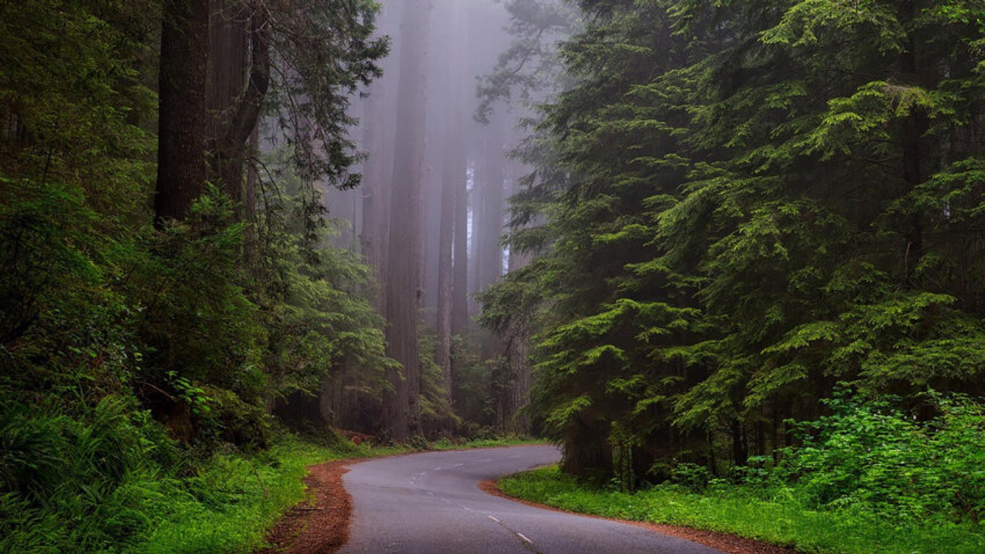 Foggy forest