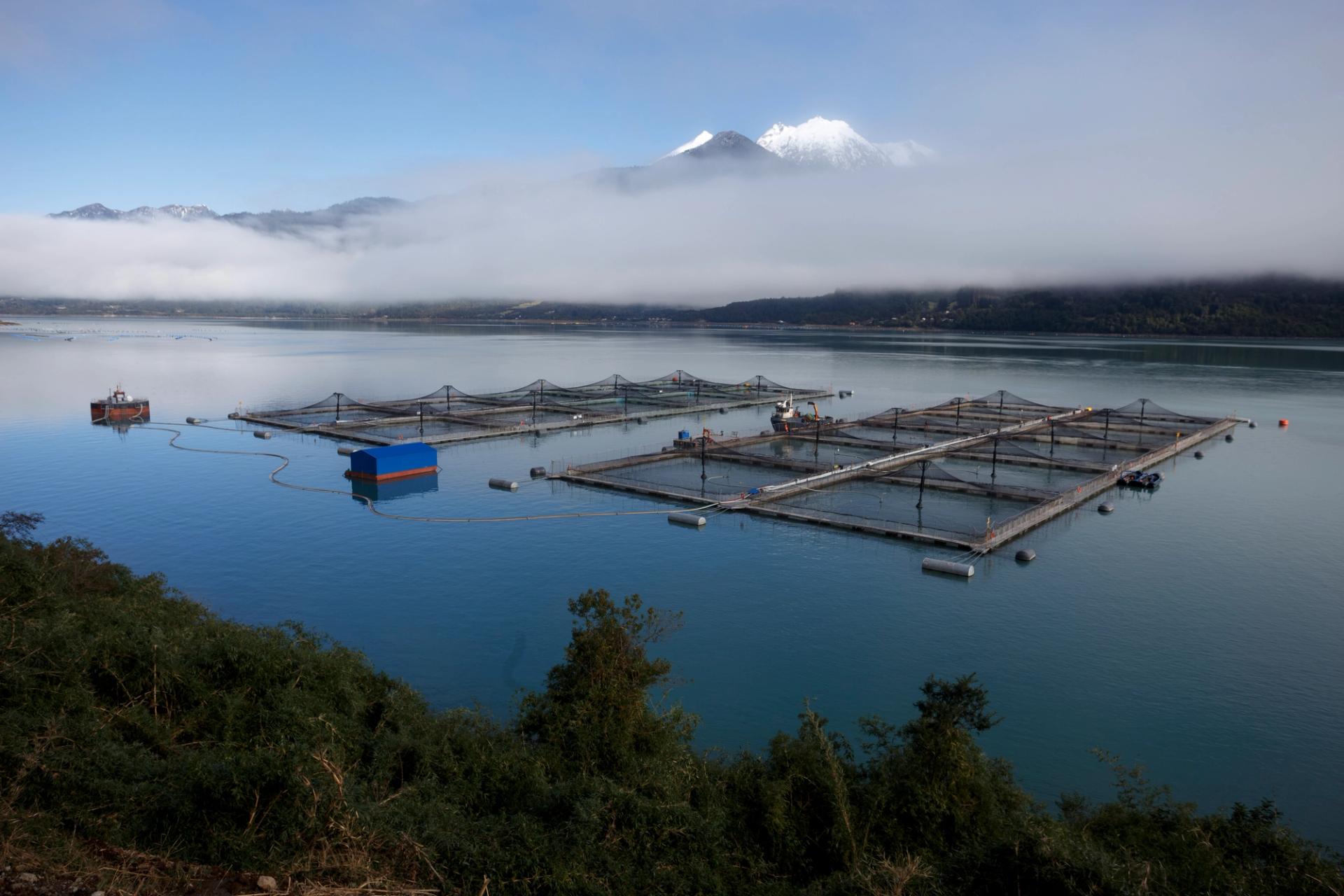 Salmon farming Chile