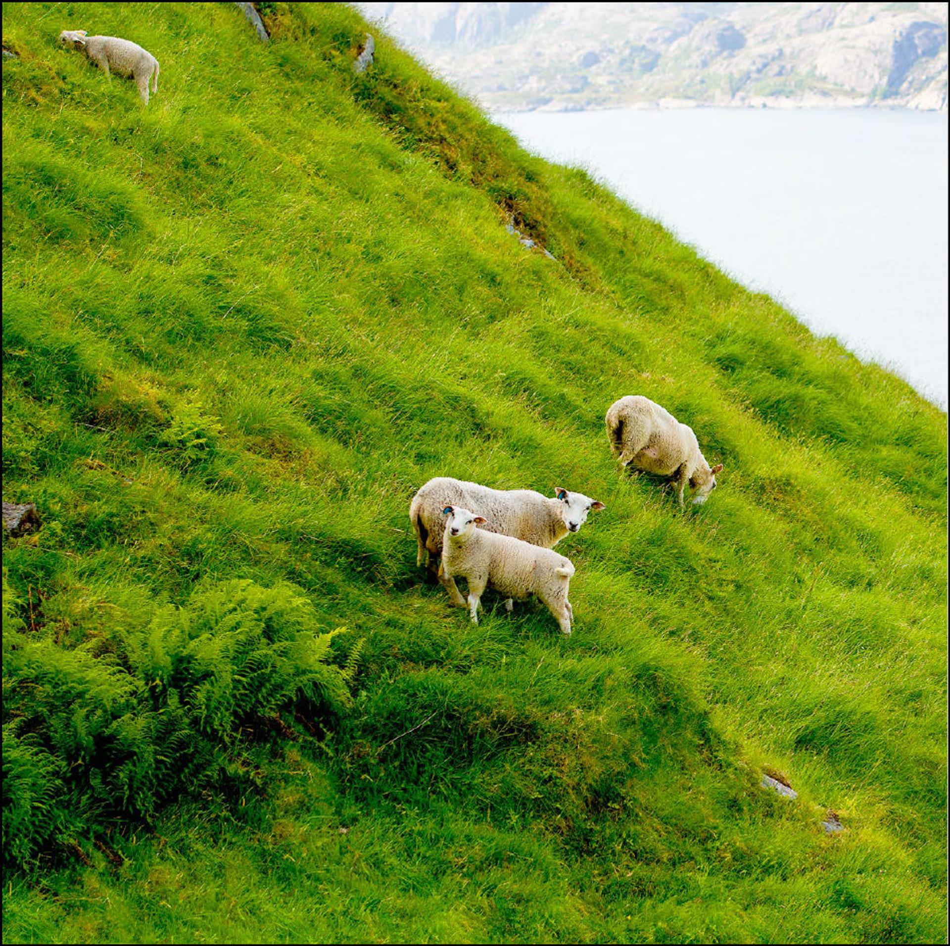 Tree lambs eating grass in the nature, overlooking the fjords.