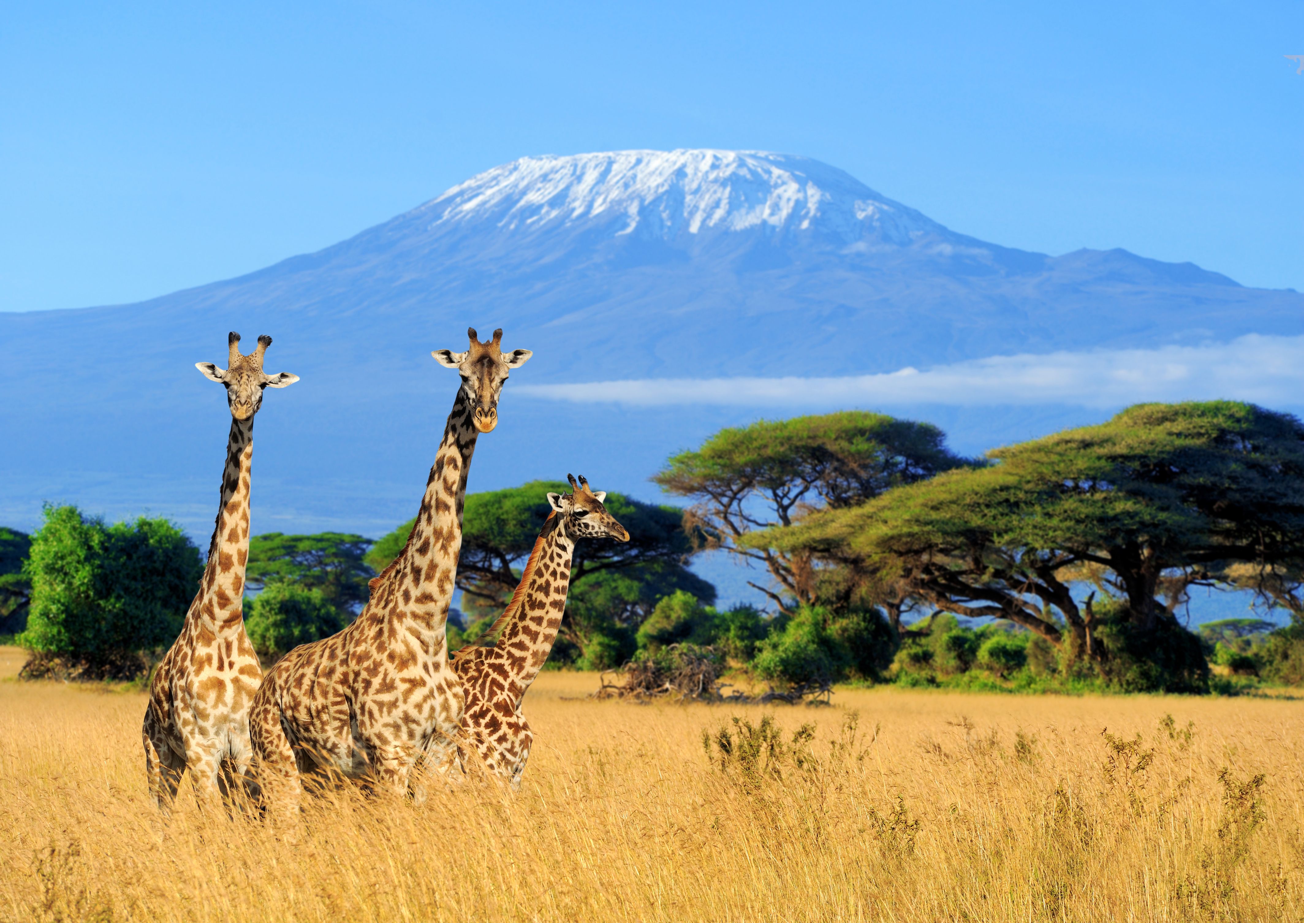 Tre giraff på Kilimanjaro mount bakgrunn i nasjonalparken Kenya Afrika Large