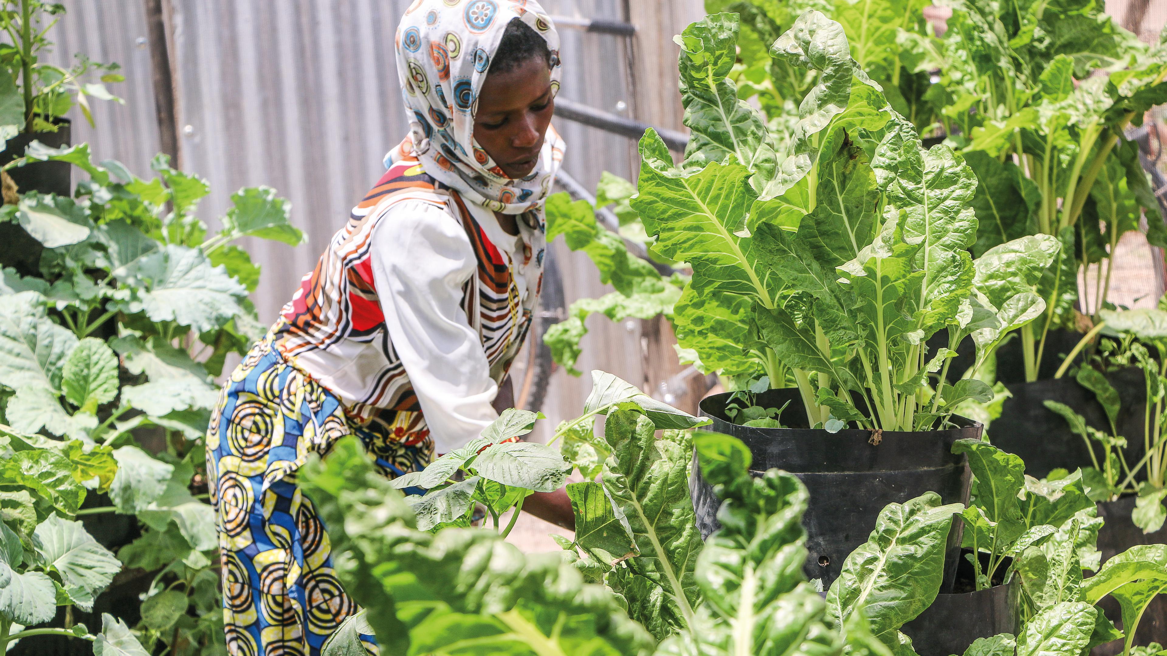 Woman growing leaf vegetables