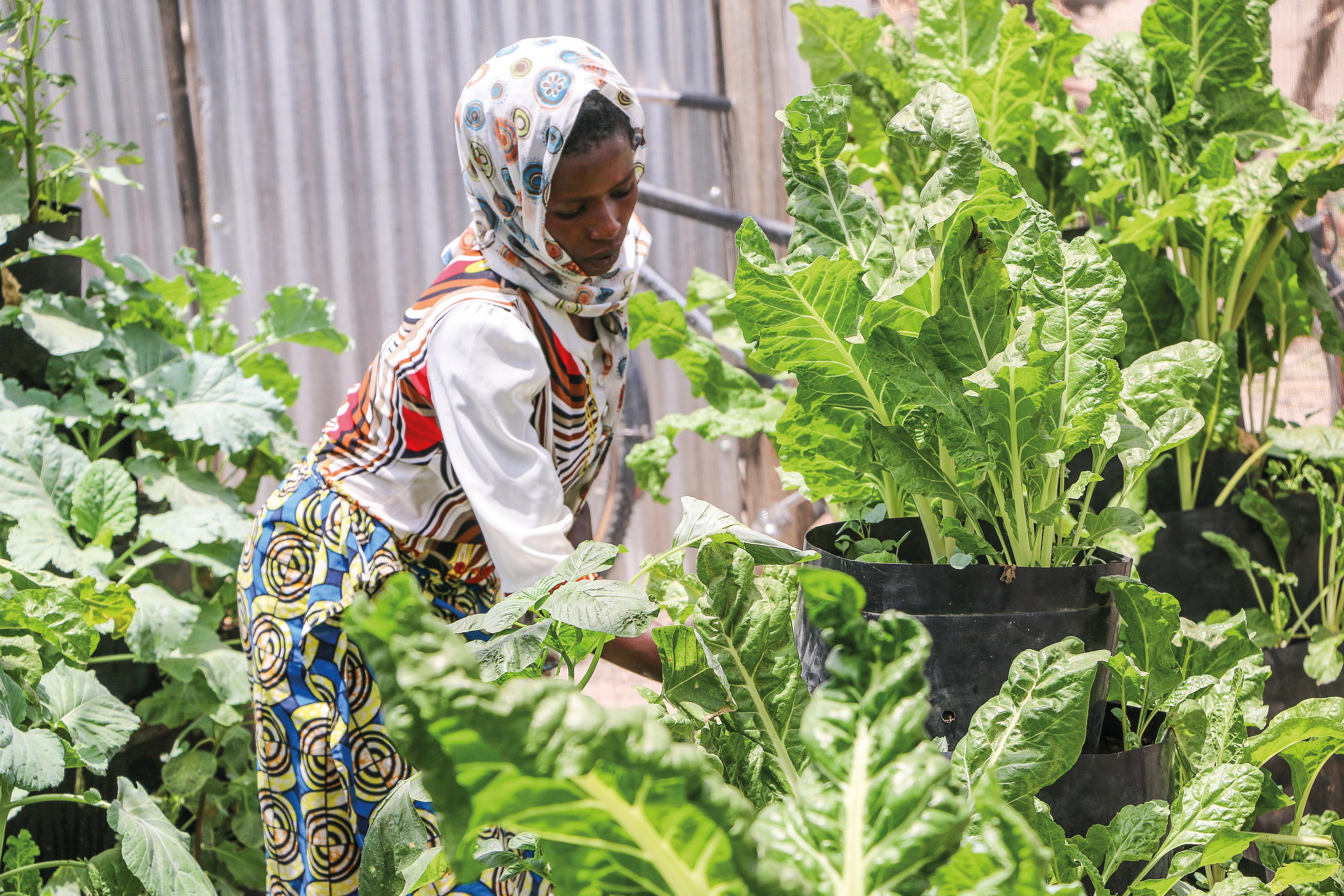 Woman growing leaf vegetables