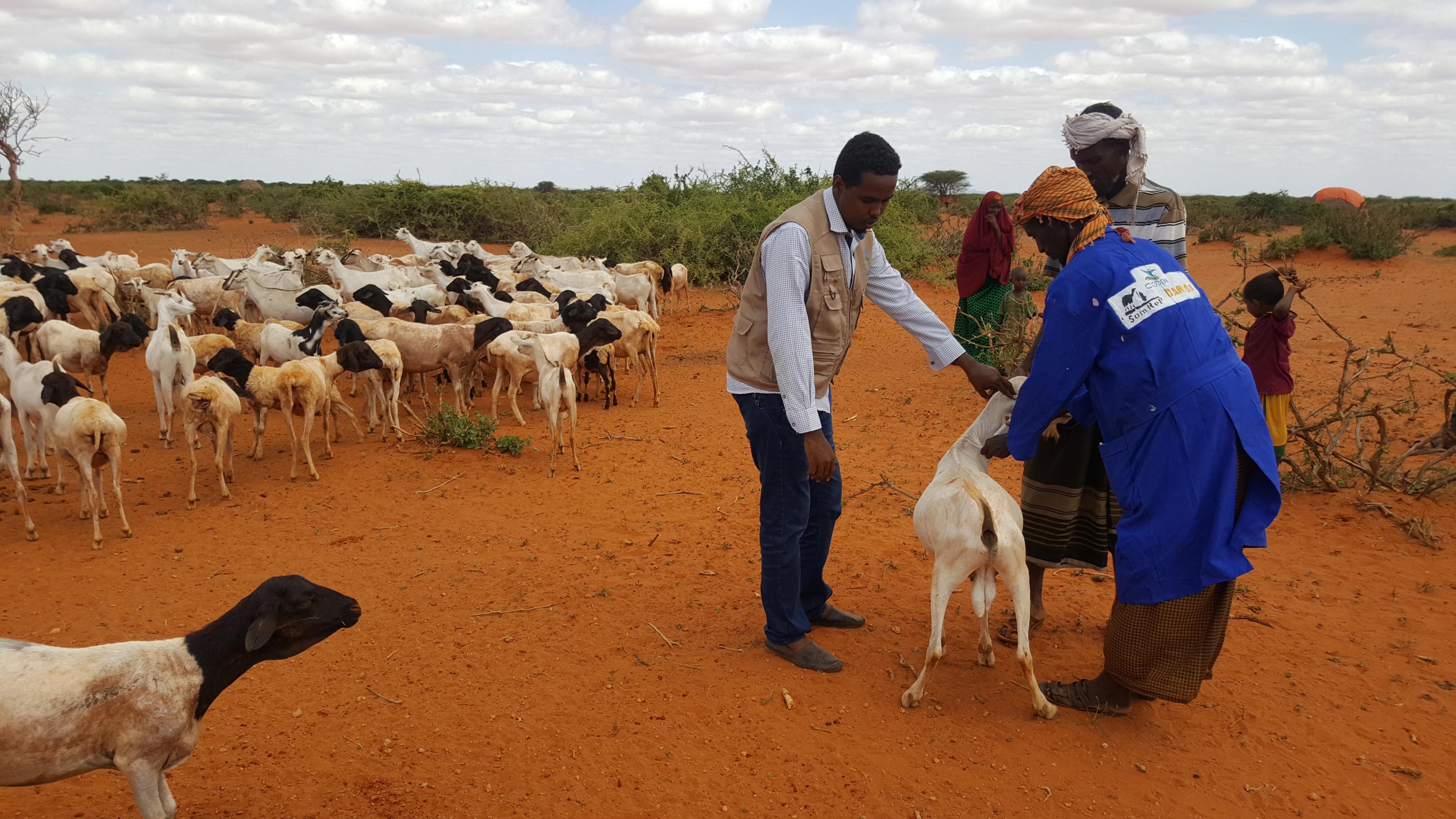 A group of people stand on reddish desert ground while examining a goat. One person in a blue coat appears to be assisting or inspecting the animal, while others look on. Behind them, a large herd of goats grazes near sparse bushes under a cloudy sky.