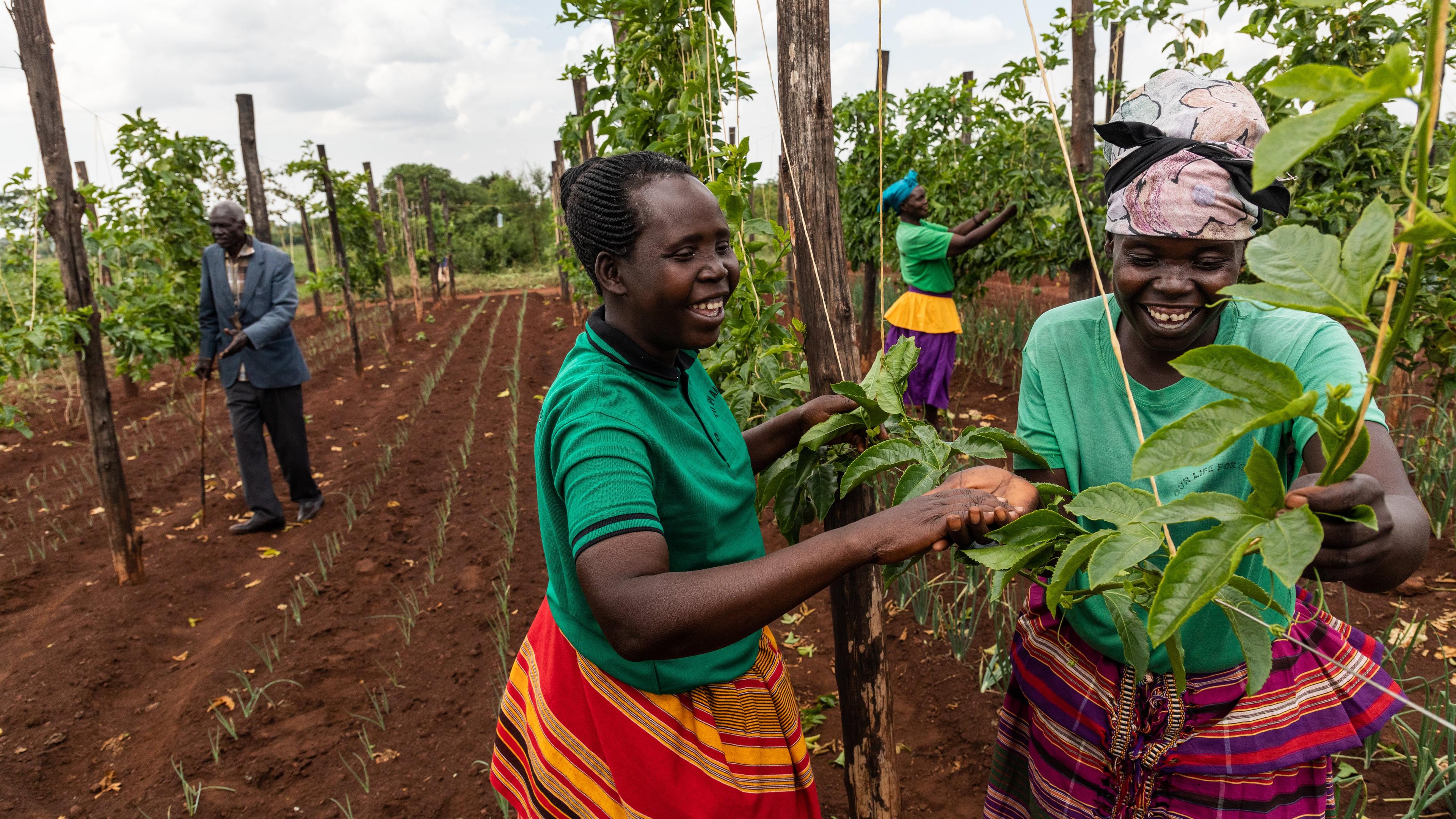 Women farmers in a field