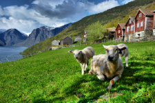 Sheep graze at Otternes farm Aurland