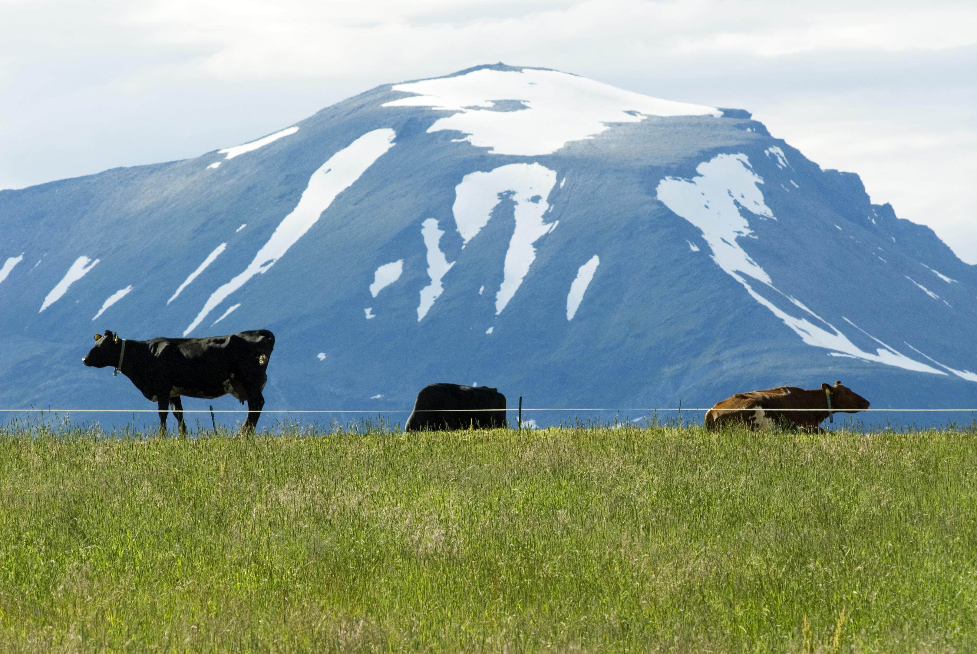 Kuer på et jorde med et fjell i bakgrunnen