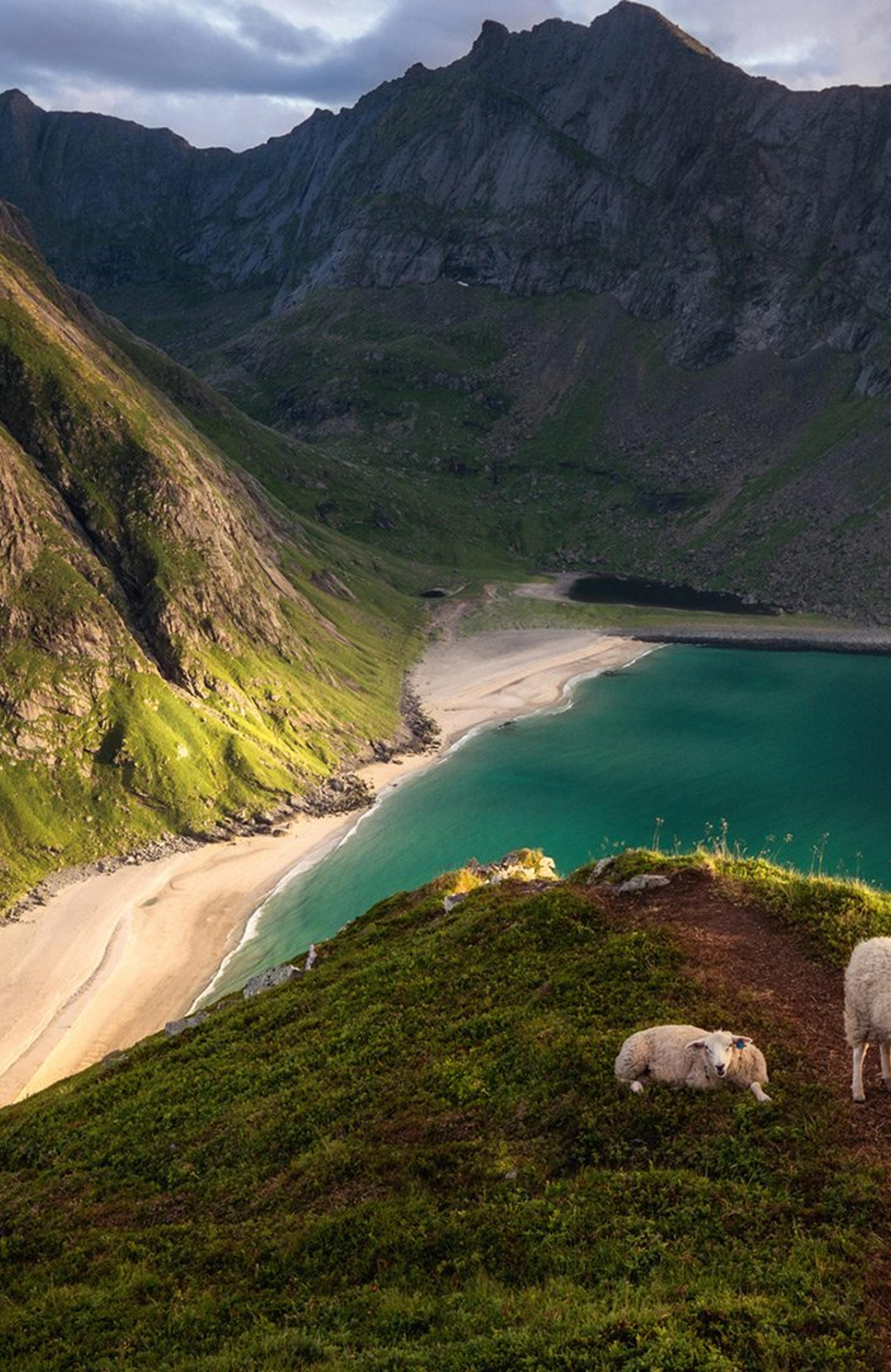 Kvalvika i solnedgang, sauer på en topp i forgrunnen