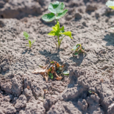 Grønne spirer på vei opp av jorda