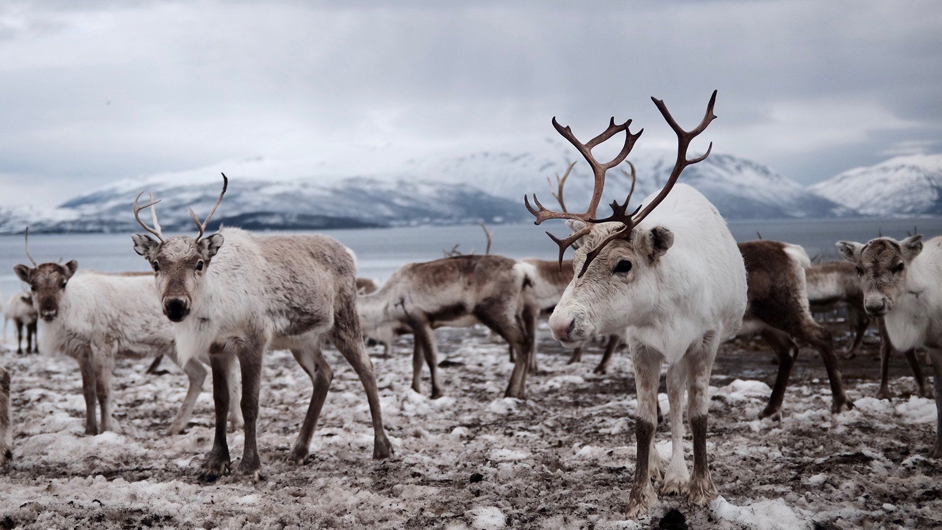 Reinsdyr med snødekke under beina og fjell og fjord i bakgrunn