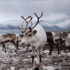 Reinsdyr med snødekke under beina og fjell og fjord i bakgrunn