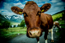 Cow looking at a camera from close range