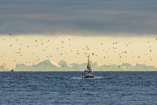 Fiskebåt på havet med mange fugler flyende rundt