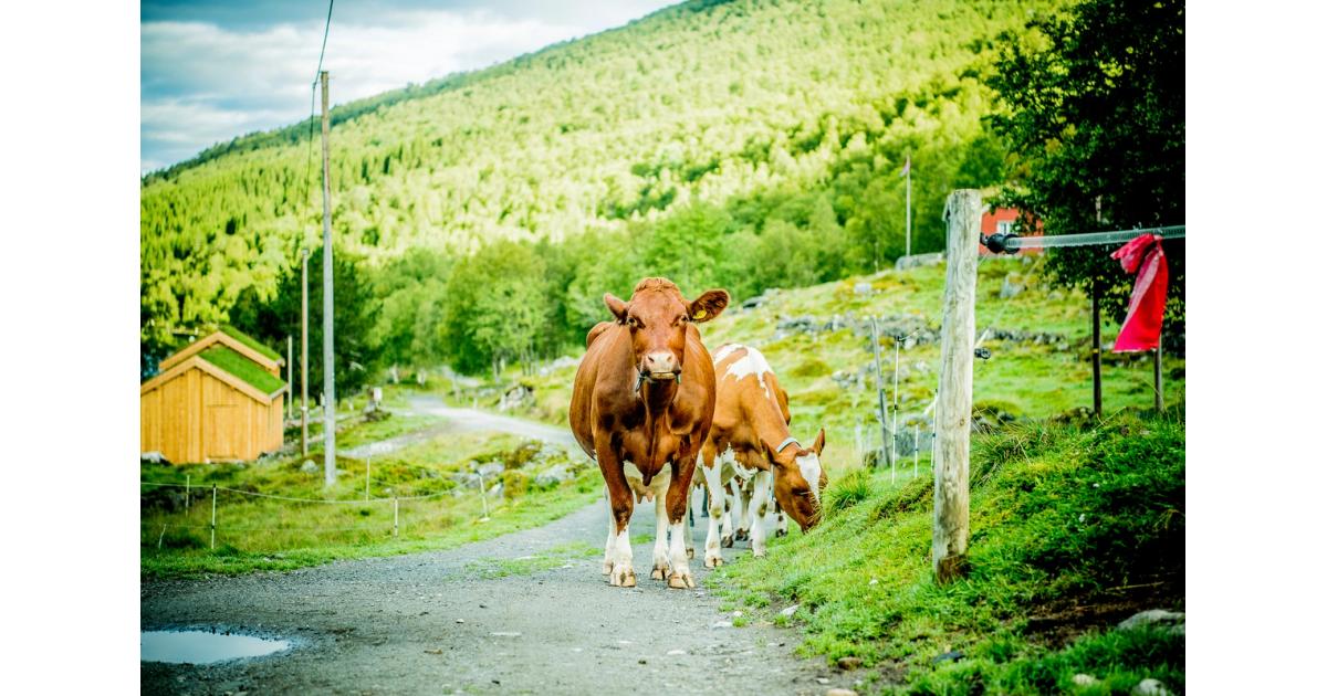 The value creation program for renewable energy and technology in agriculture (VSP)