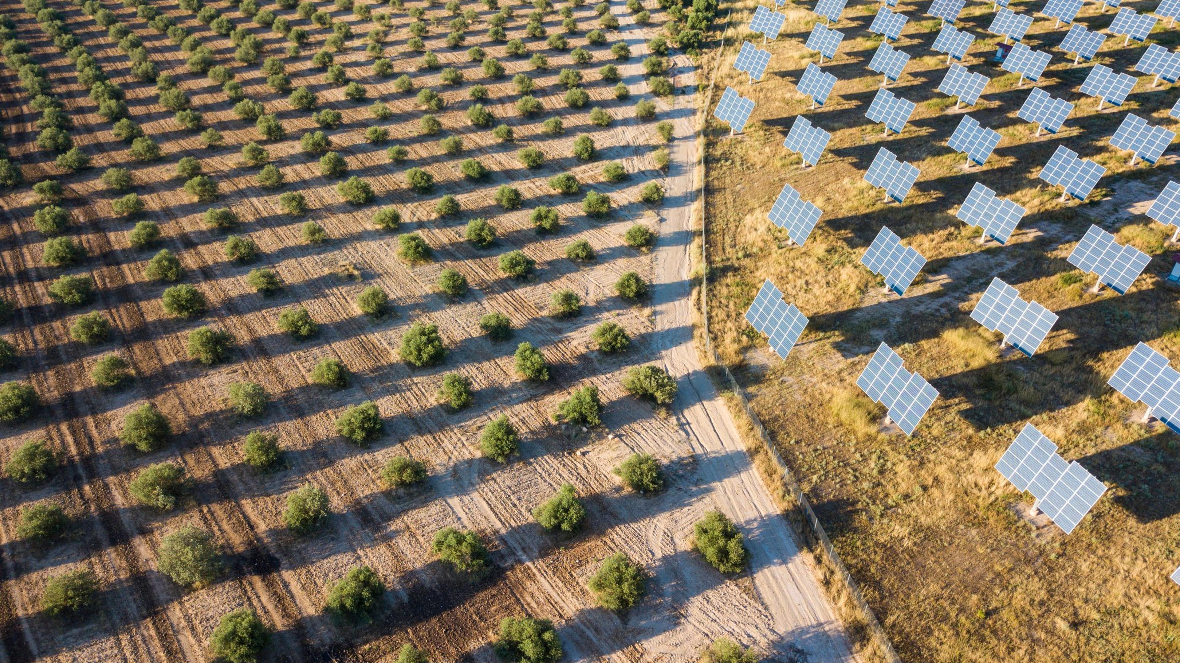 Luftfoto med en drone av et felt med solceller og olivenlunder i provinsen Lerida i det autonome samfunnet Catalonia i Spania Europa