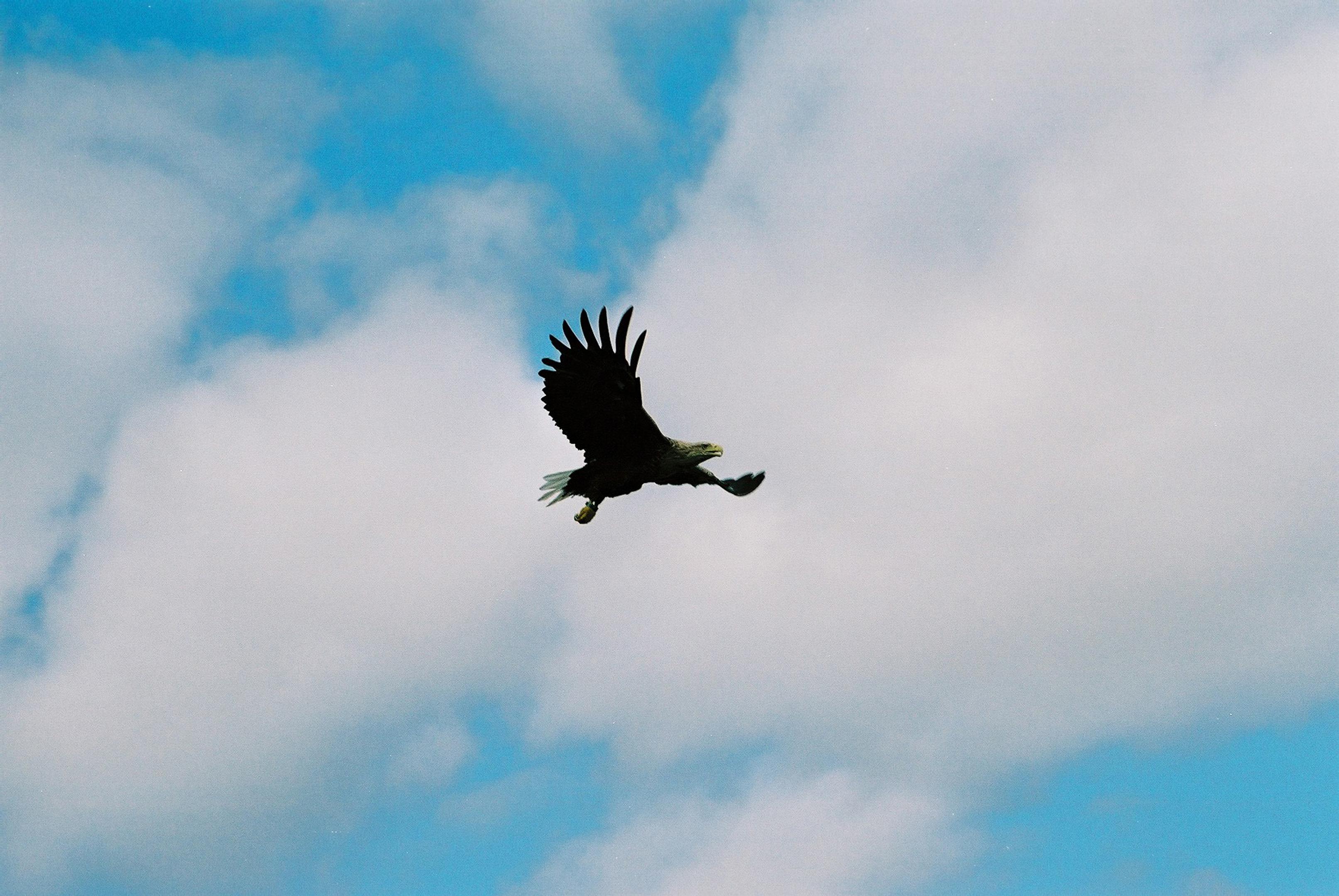 Ørn i luften over Lofoten