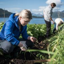 Personer plukker opp poteter fra jorda