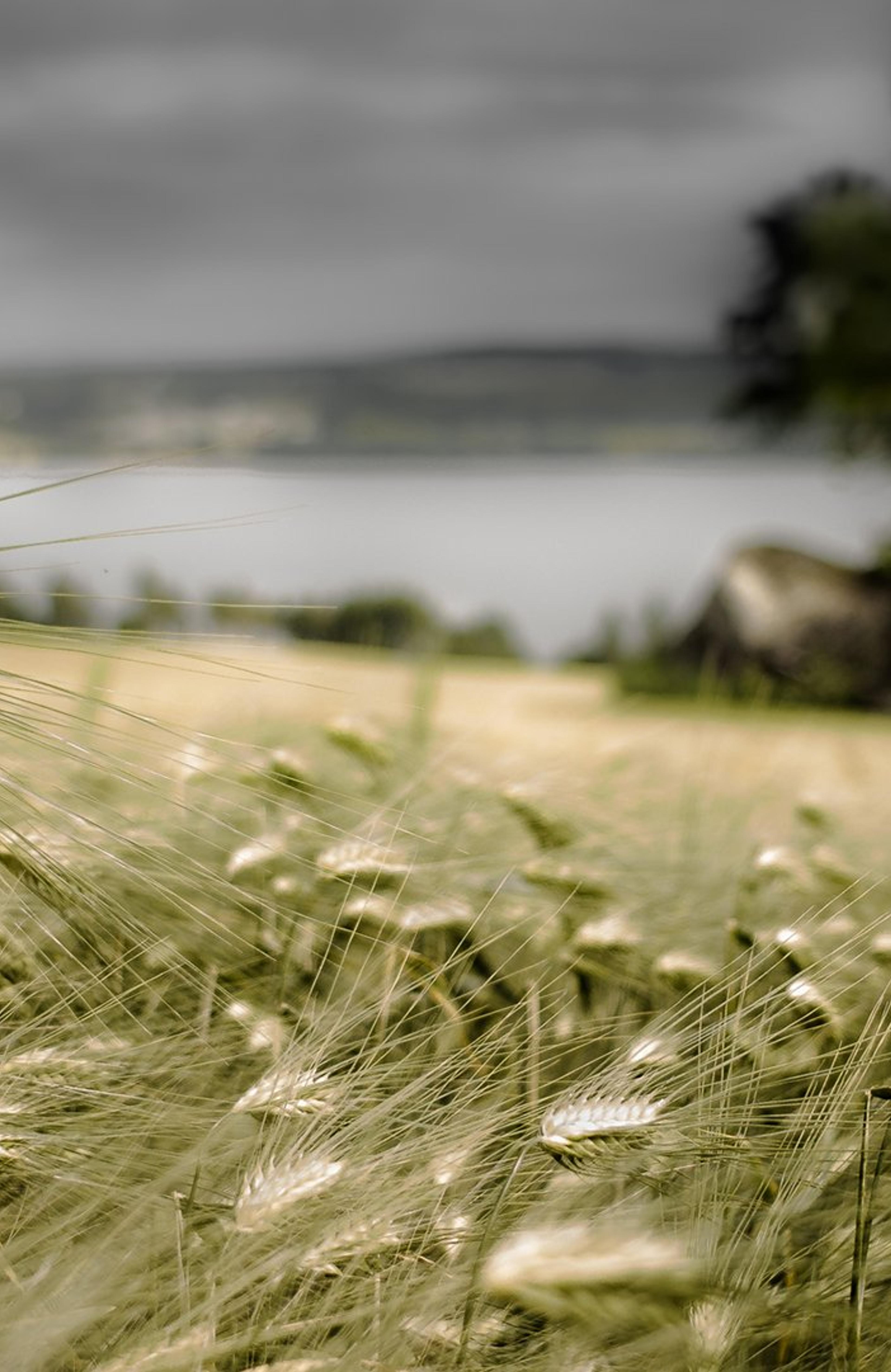 Kornåker ved Mjøsa