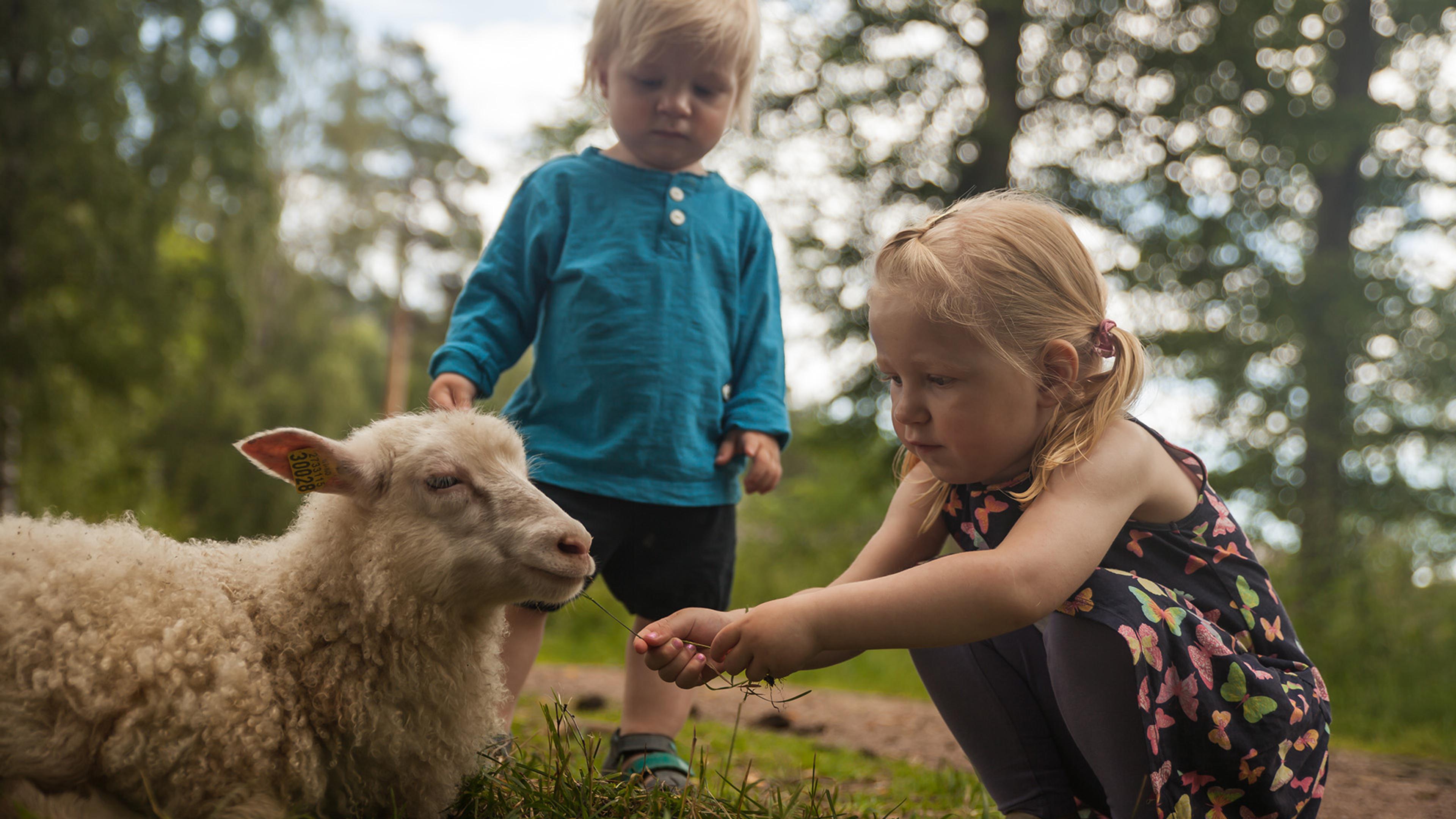 To children feeding a lamb