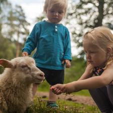 To children feeding a lamb
