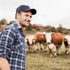 Bonde på jordet med mange kuer