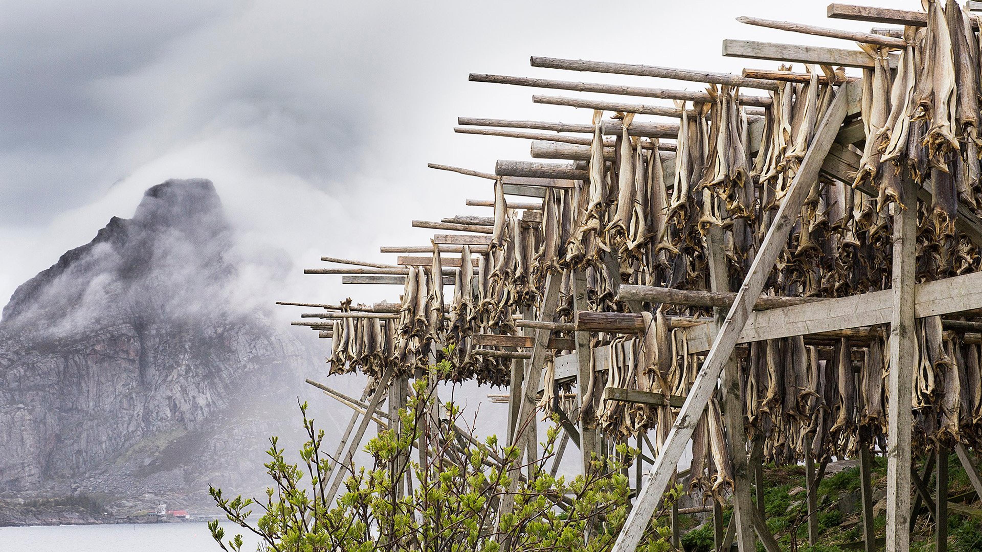 Tørrfisk som henger på hjeller