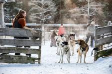 Hunder som er klar for hundekjøring