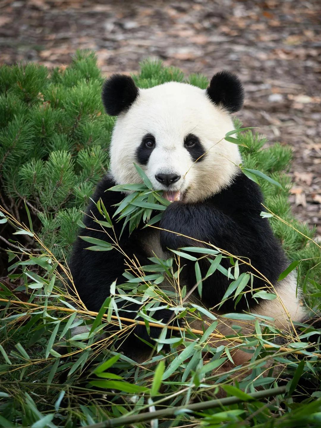 Chengdu Research Base of Giant Panda Breeding Admission Ticket