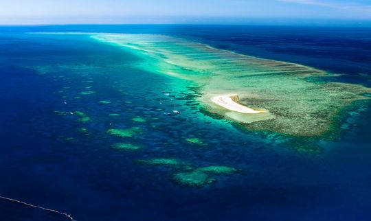 A Cold Brew to Support Valuable Reef Research and Restoration