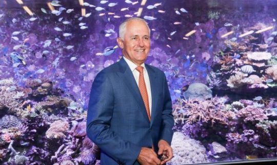 'Wasteful stunt': Turnbull government accused of doing too little to save reef