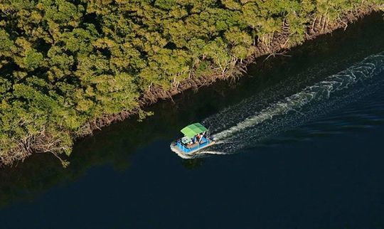 Citizen Scientists Wanted to Track Local Mangrove Health