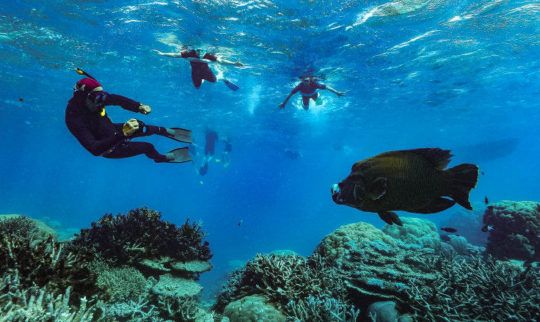 "Environment is our economy": Tourism wakes up to a reef in peril