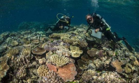 Scientists say most diverse coral site ever seen on Great Barrier Reef discovered