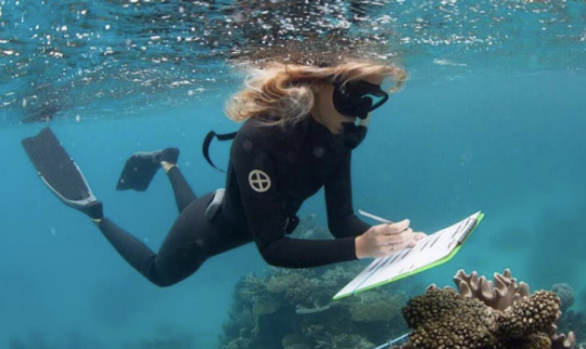 Hunt for 'super corals' aims to help Great Barrier Reef survive climate change
