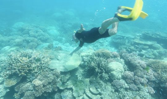 The Great Barrier Reef’s ‘New Normal’ is a Forlorn Sight