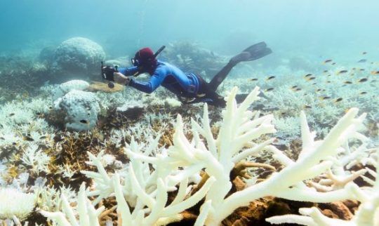 Great Barrier Reef Tourism Headed for Tough Times as Coral Bleaching Worsens
