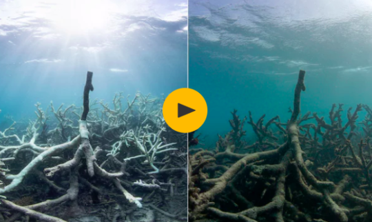 ‘It’s a Depressing Sight’: Climate Change Unleashes Ghostly Death on Great Barrier Reef