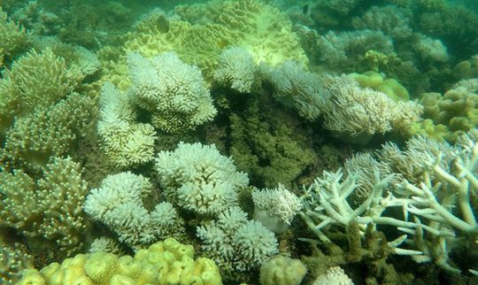 Alarming New Coral Bleaching Event has Begun at the Great Barrier Reef