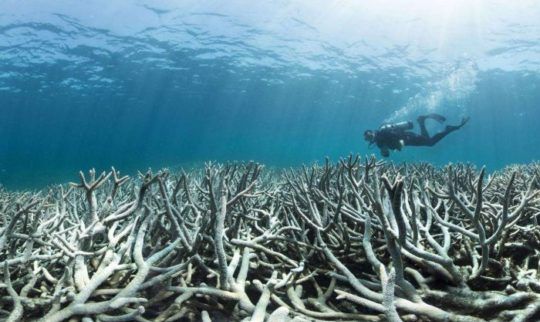 Great Barrier Reef: Scientists set sail on 'pivotal' research mission to save coral